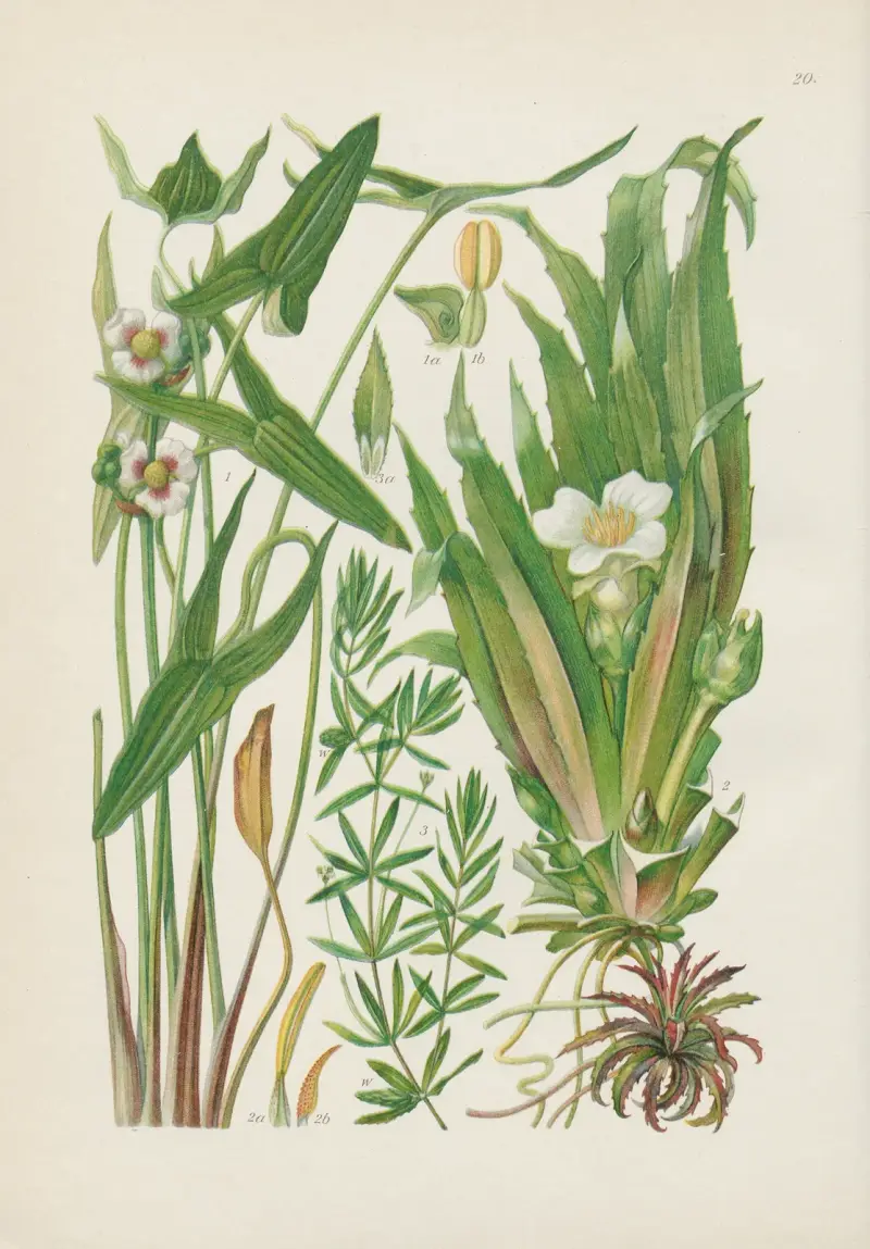 Illustrerad flora från Centralasien Pl.020 av Gustav Hegi