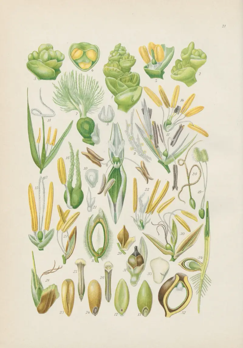Illustrierte Flora von Mitteleuropa Pl.021 av Gustav Hegi