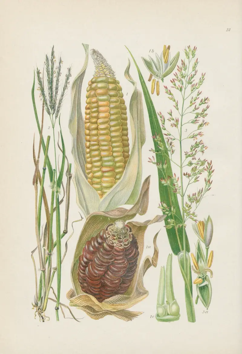 Illustrierte Flora von Mitteleuropa Pl.022 av Gustav Hegi