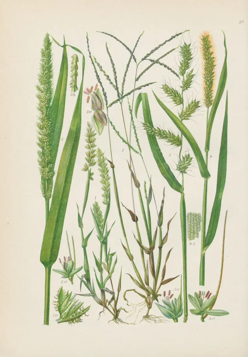 Illustrerad flora över Centraleuropa Pl.023 av Gustav Hegi