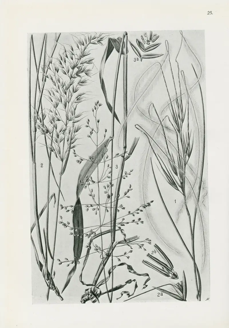 Illustrerad flora från Centraleuropa Pl.025 av Gustav Hegi