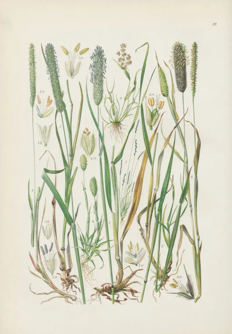 Illustrierte Flora von Mitteleuropa Taf. 026 von Gustav Hegi