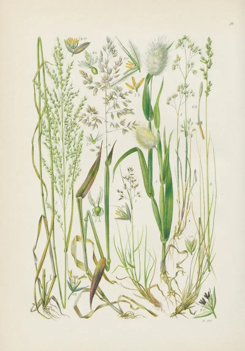 Illustrerad flora från Centraleuropa, plansch 028 av Gustav Hegi
