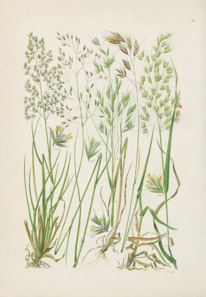 Illustrerade flora från Centraleuropa Pl.029 av Gustav Hegi