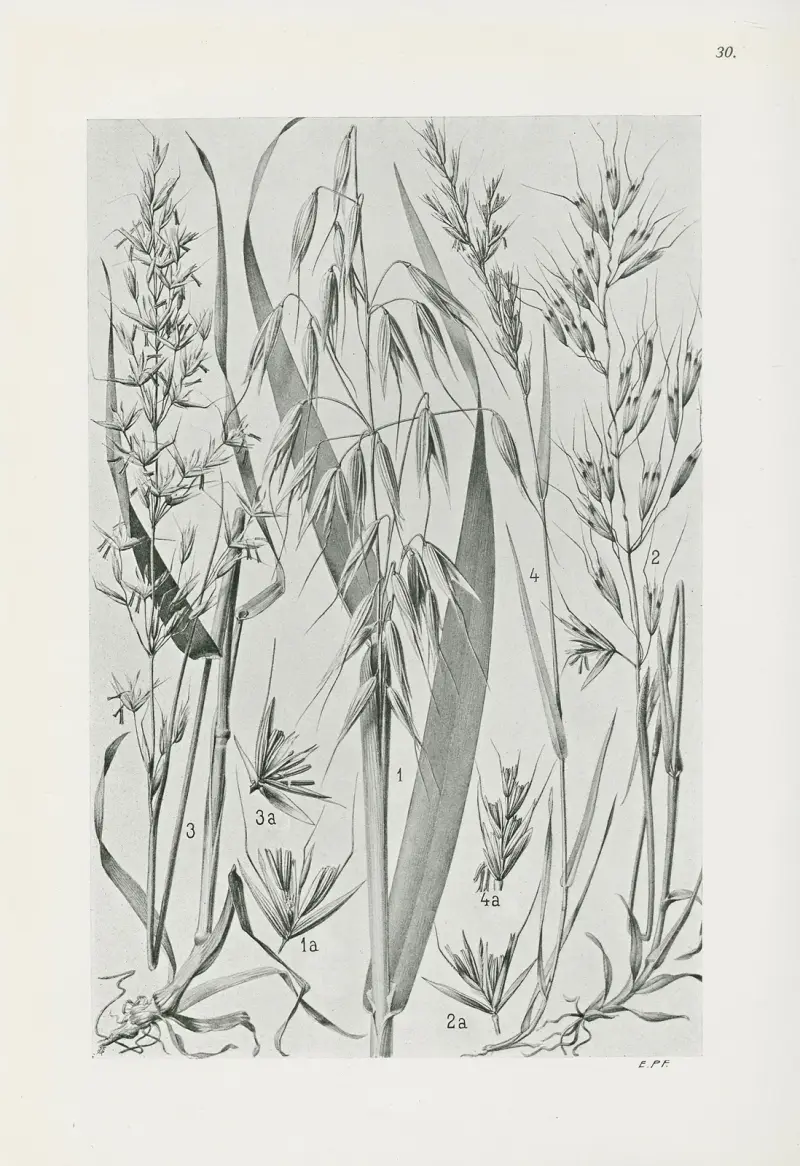 Illustrierte Flora von Mitteleuropa Pl.030 av Gustav Hegi