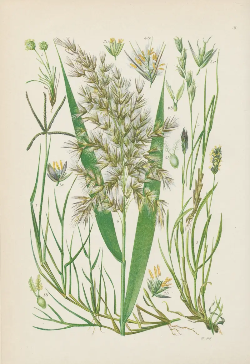 Illustrierte Flora von Mitteleuropa Pl.031 av Gustav Hegi