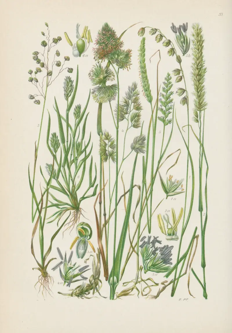 Illustrierte Flora von Mitteleuropa Pl.033 av Gustav Hegi