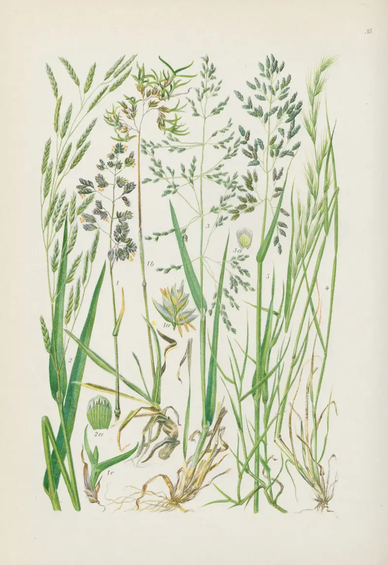 Illustrierte Flora von Mitteleuropa Pl.035 av Gustav Hegi
