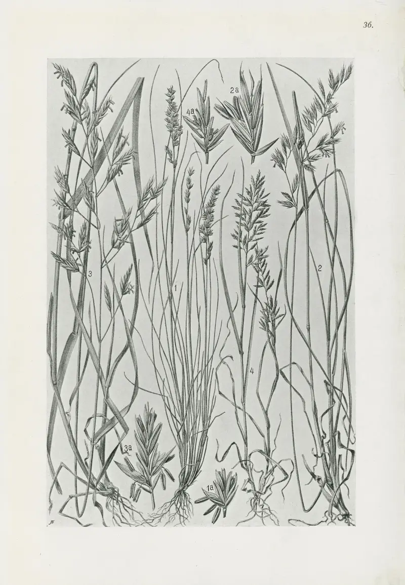 Illustrerad flora från Centraleuropa, plansch 036 av Gustav Hegi