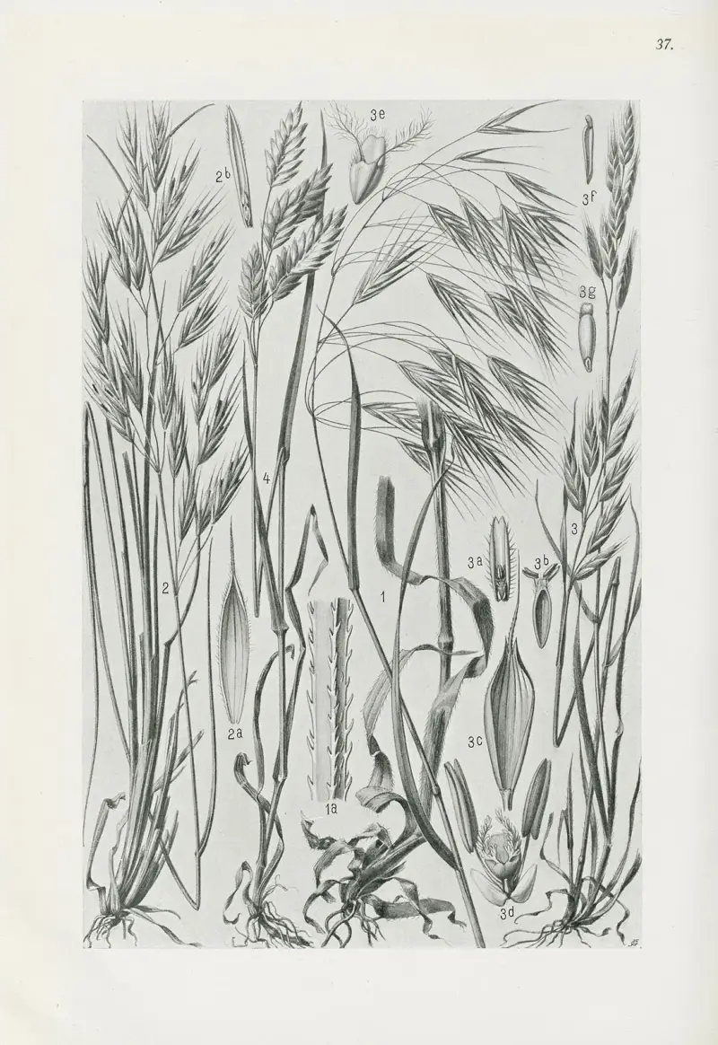 Illustrierte Flora von Mitteleuropa Pl.037 av Gustav Hegi