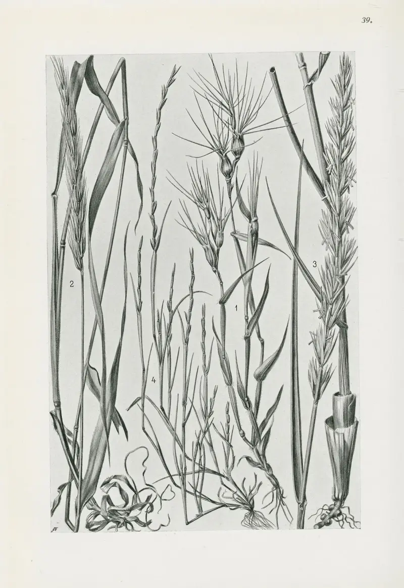 Illustrierte Flora von Mitteleuropa Pl.039 av Gustav Hegi