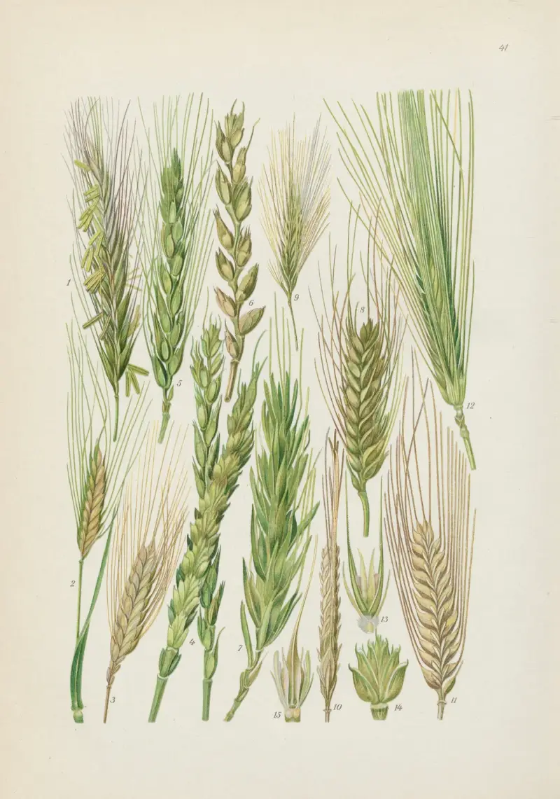 Illustrierte Flora von Mitteleuropa Pl.041 av Gustav Hegi