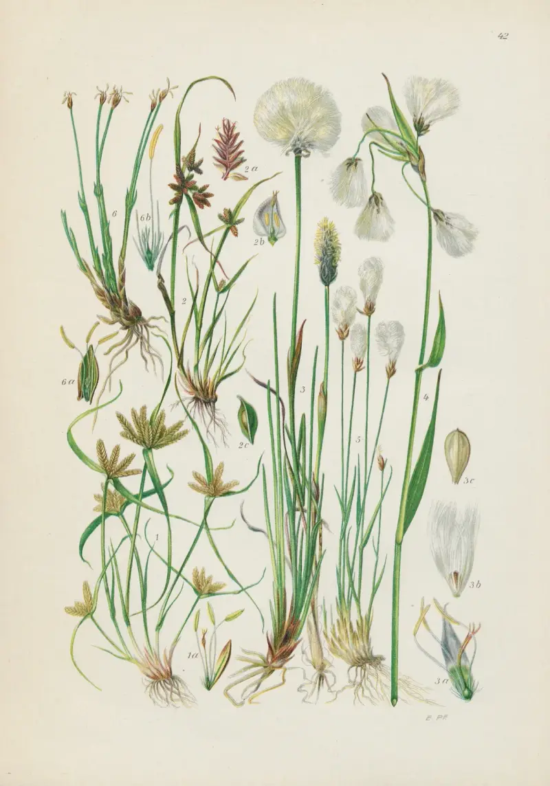 Illustrierte Flora von Mitteleuropa Pl.042 av Gustav Hegi