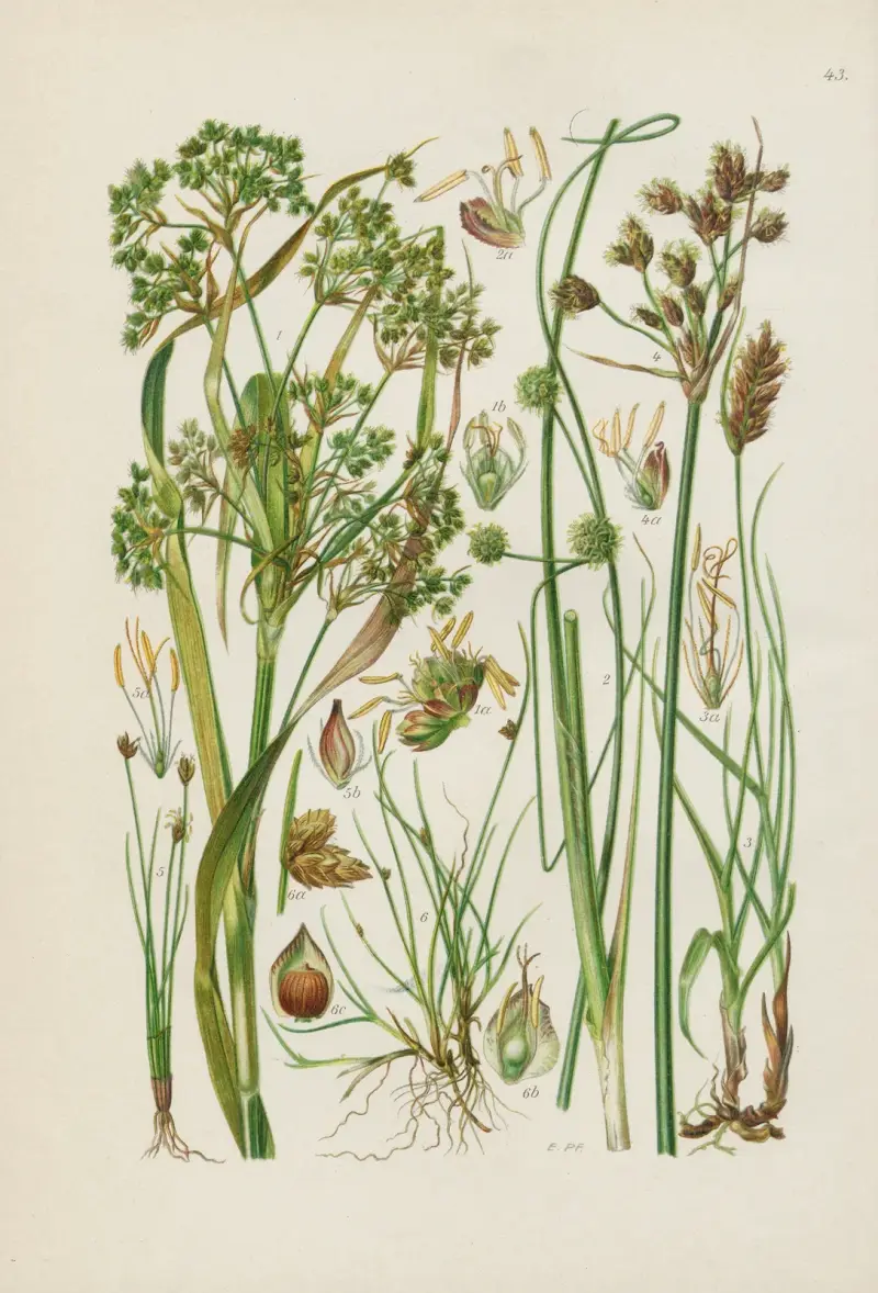 Illustrierte Flora von Mitteleuropa Pl.043 av Gustav Hegi