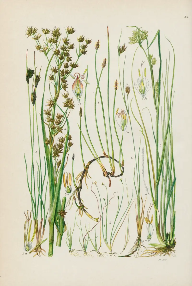 Illustrerad flora över Centraleuropa, plansch 44 av Gustav Hegi