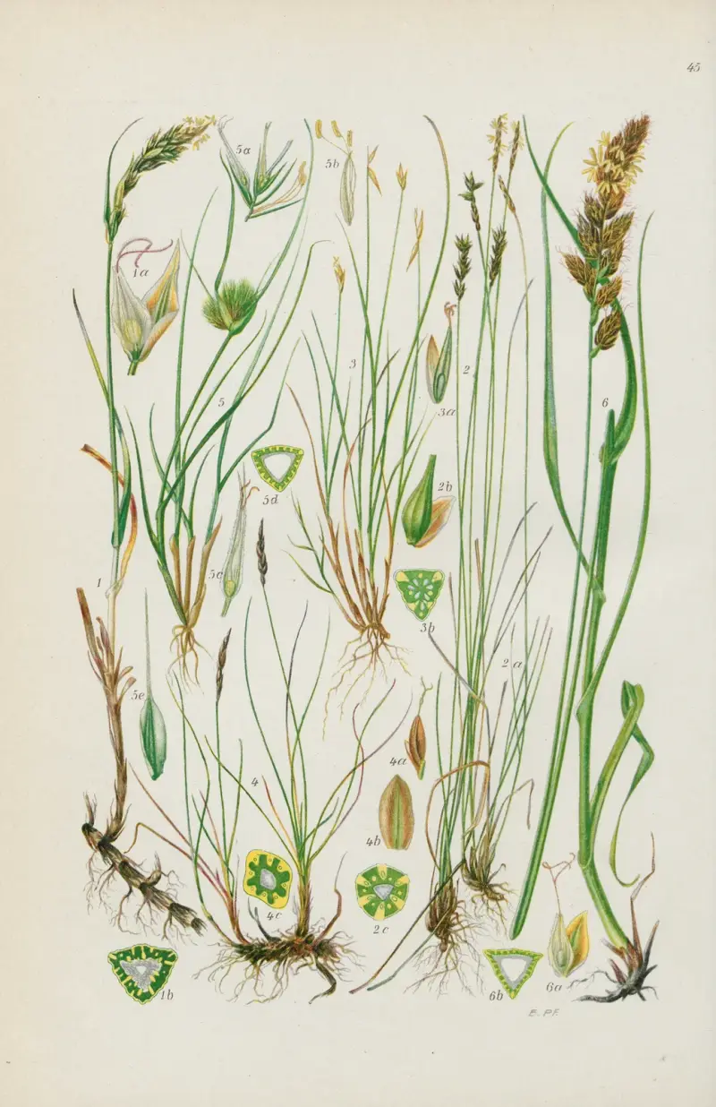 Illustrerade flora över Centraleuropa, plansch 045 av Gustav Hegi