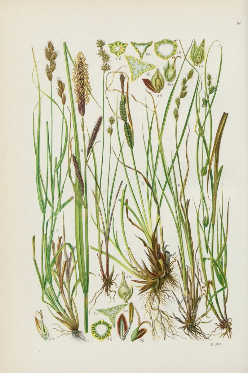 Illustrierte Flora von Mitteleuropa Pl.047 av Gustav Hegi