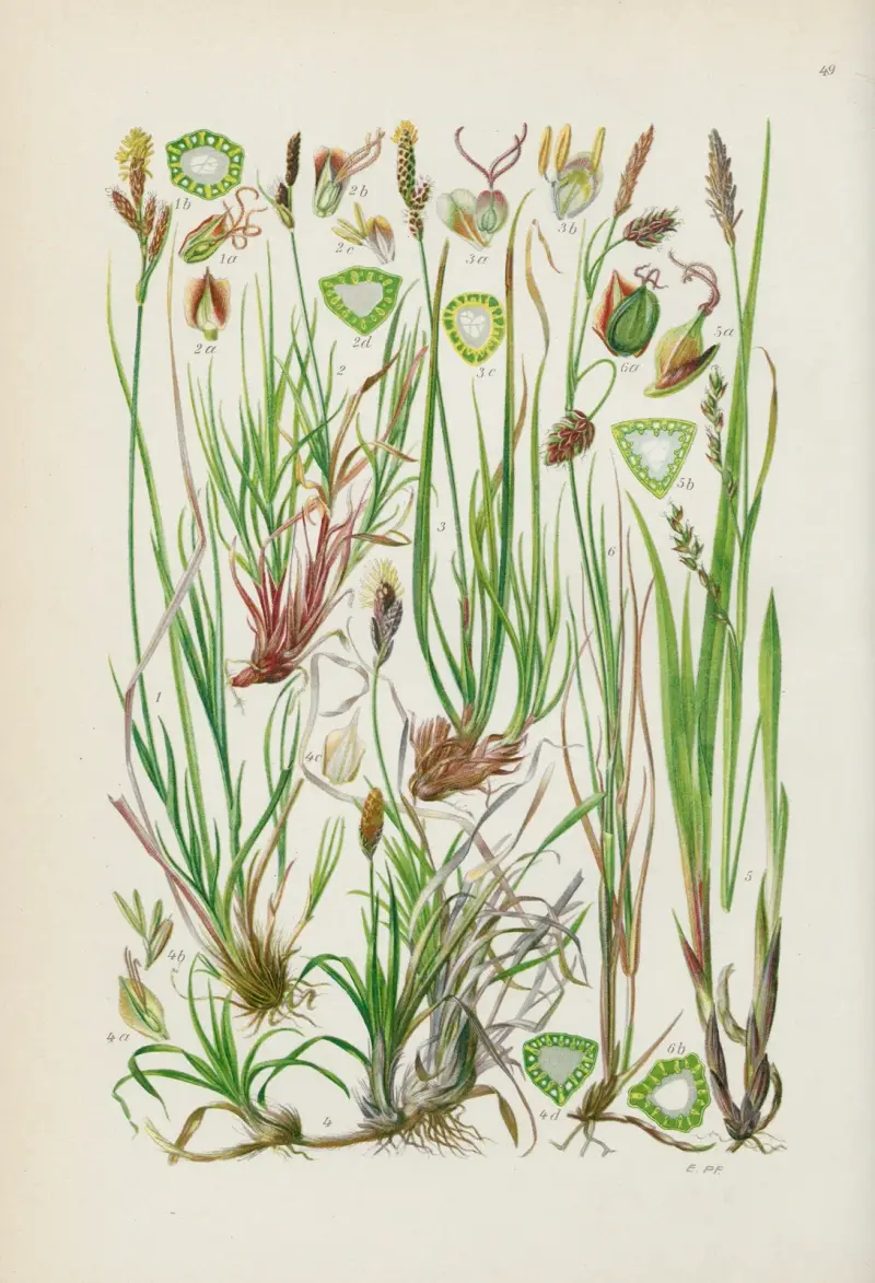 Illustrierte Flora von Mitteleuropa Pl.049 av Gustav Hegi