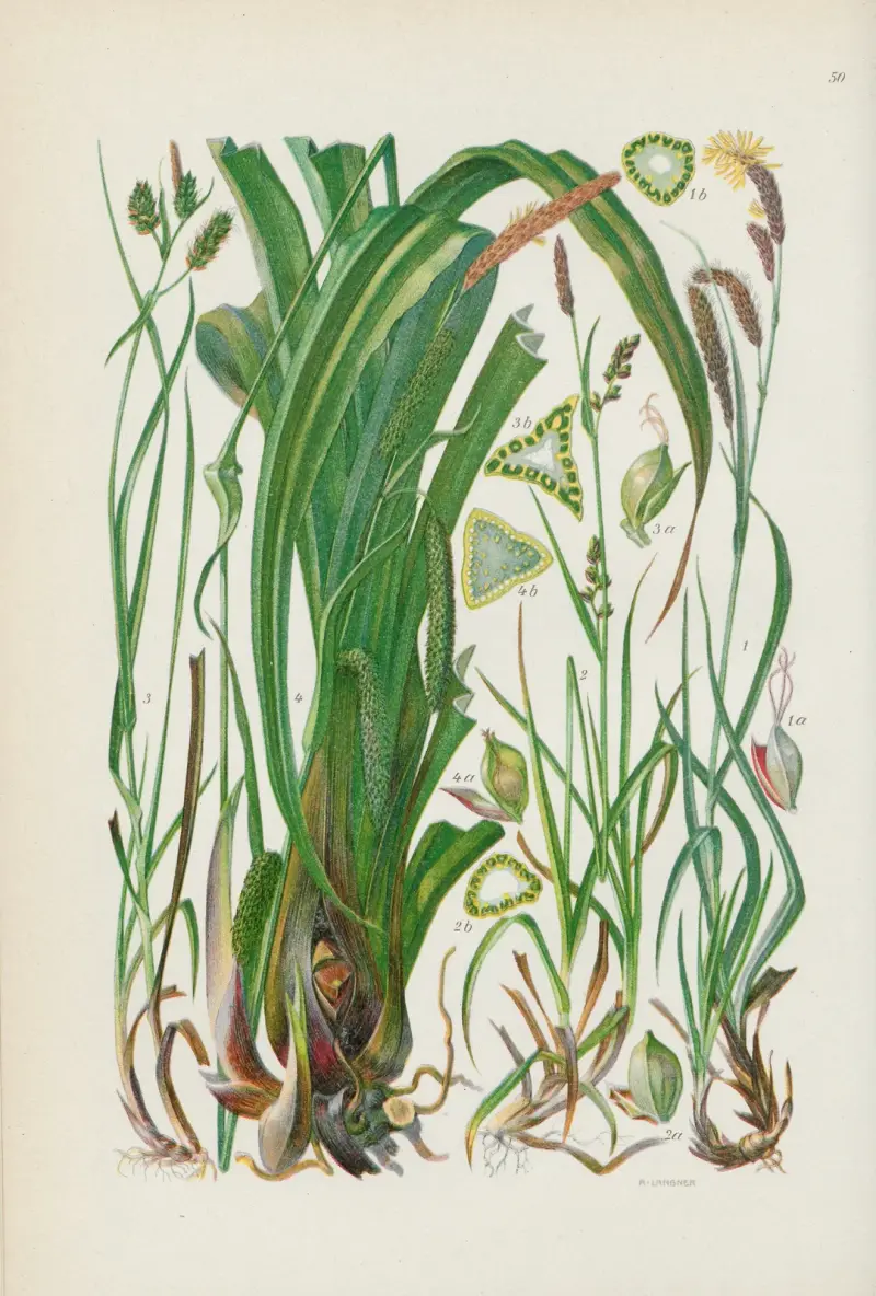 Illustrierte Flora von Mitteleuropa Pl.050 av Gustav Hegi