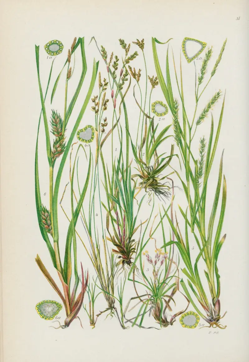 Illustrierte Flora von Mitteleuropa Pl.051 av Gustav Hegi