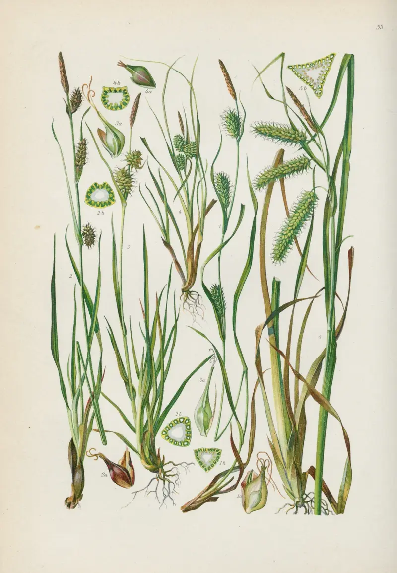 Illustrerad flora för Centraleuropa Pl.053 av Gustav Hegi