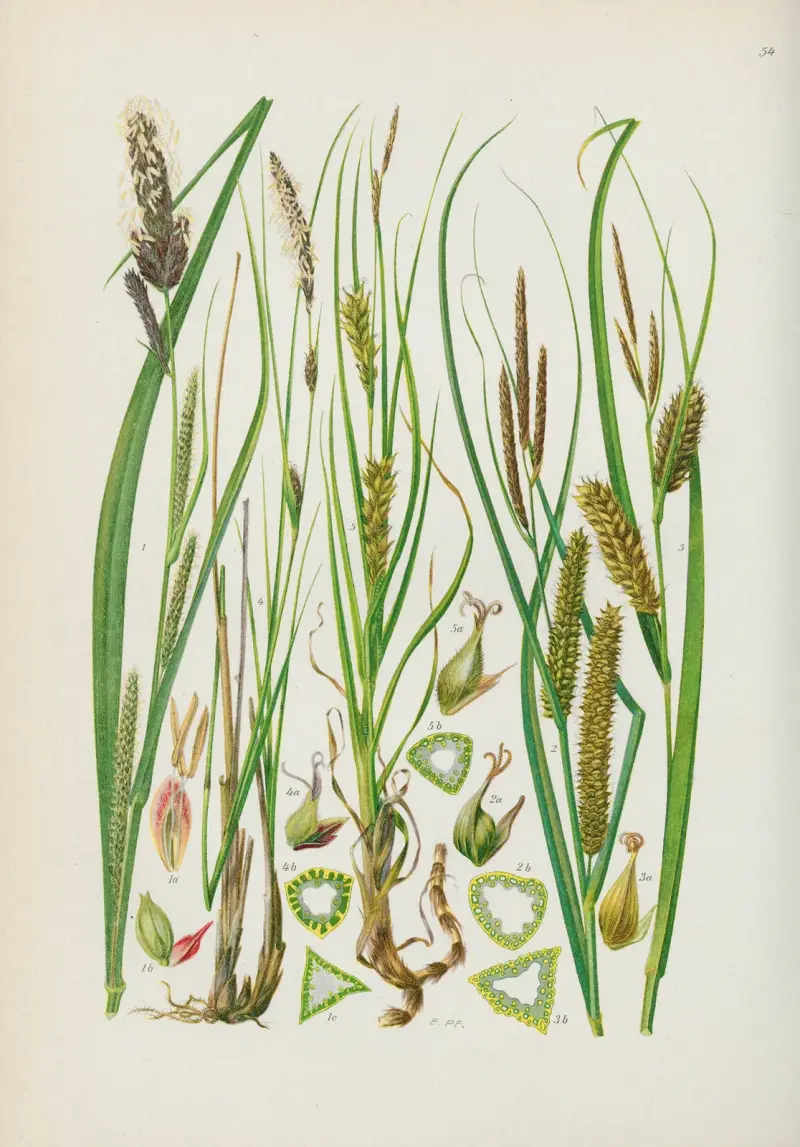 Illustrerad flora för Centraleuropa Pl.054 av Gustav Hegi