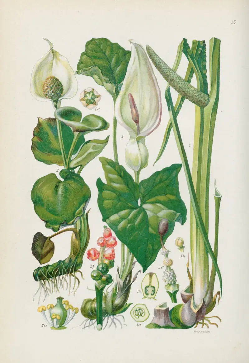 Illustrierte Flora von Mitteleuropa Pl.055 av Gustav Hegi