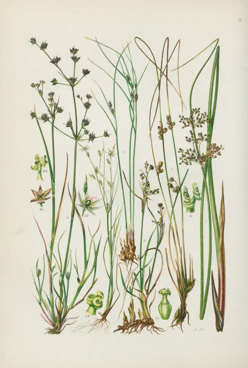 Illustrerad flora för Centraleuropa pl. 056 av Gustav Hegi