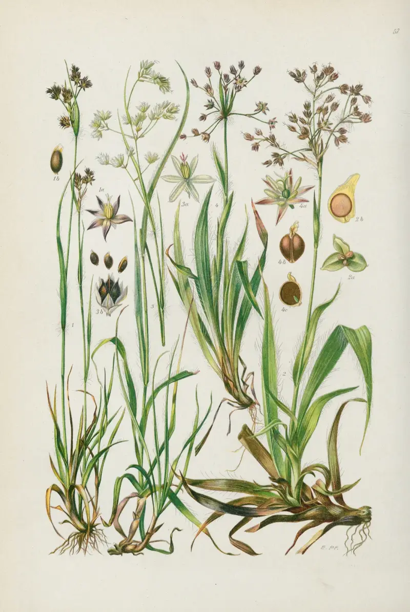 Illustrierte Flora von Mitteleuropa Pl.057 av Gustav Hegi