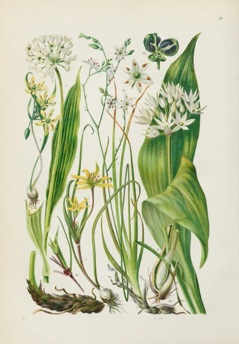 Illustrierte Flora von Mitteleuropa Pl.059 av Gustav Hegi