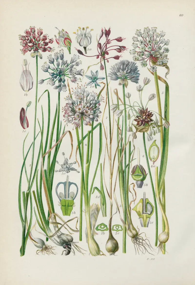 Illustrerad flora för Centraleuropa Pl.060 av Gustav Hegi