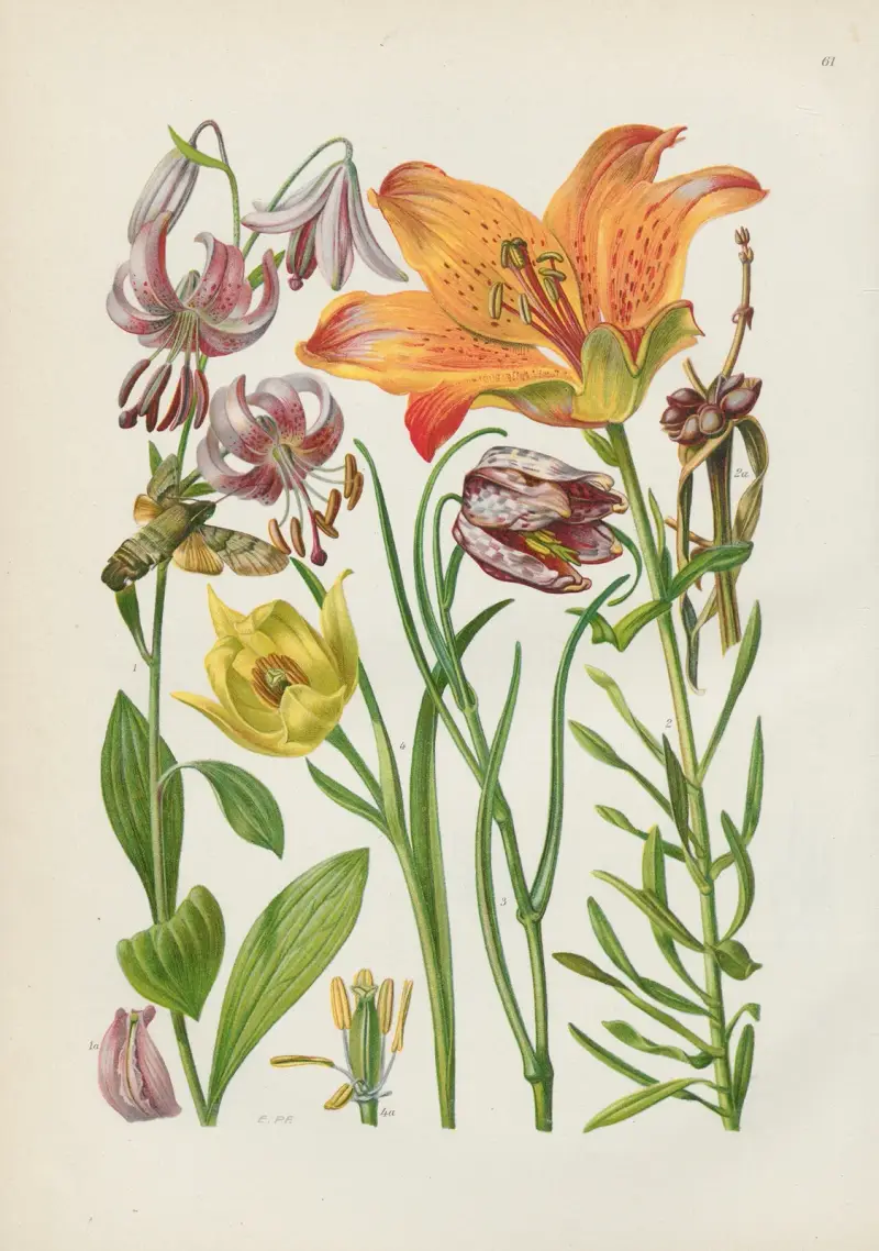 Illustrierte Flora von Mitteleuropa Pl.061 av Gustav Hegi