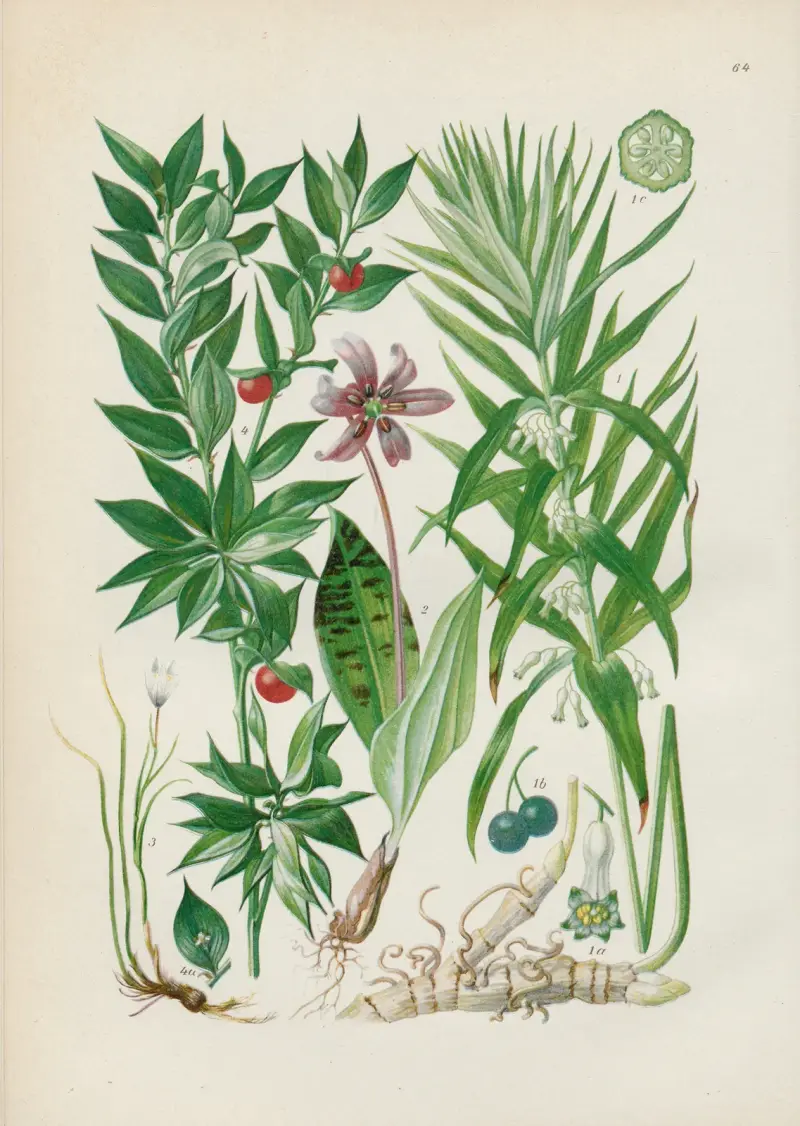 Illustrerad flora från Centraleuropa Pl.064 av Gustav Hegi