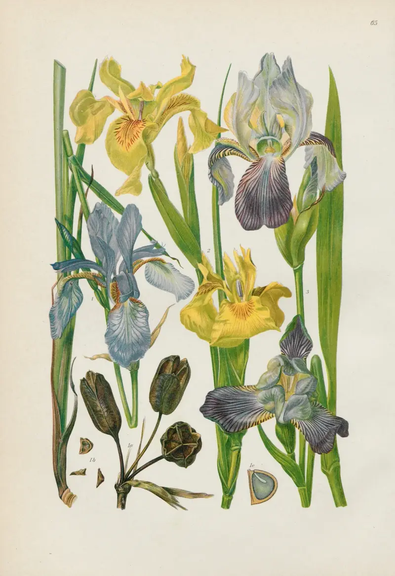 Illustrierte Flora von Mitteleuropa Pl.065 av Gustav Hegi
