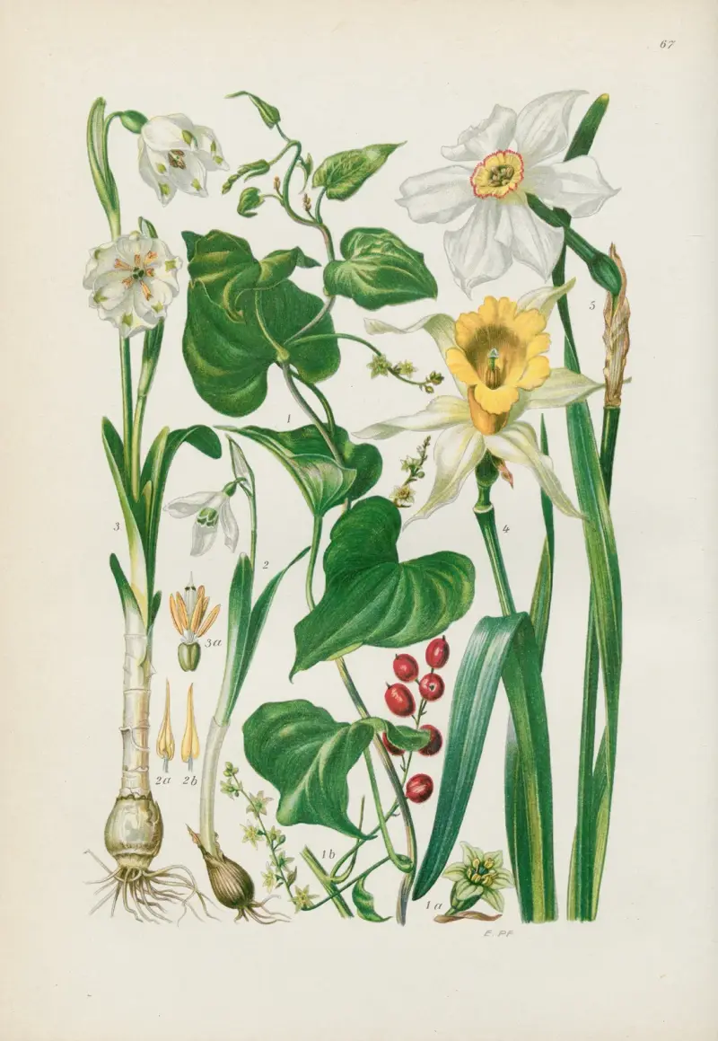 Illustrerad flora för Centraleuropa pl. 067 av Gustav Hegi