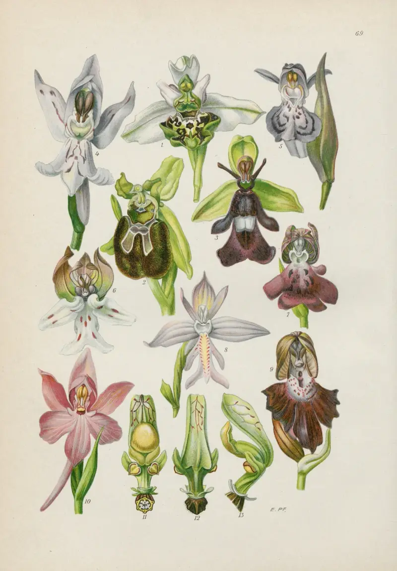 Illustrierte Flora von Mitteleuropa Pl.069 av Gustav Hegi