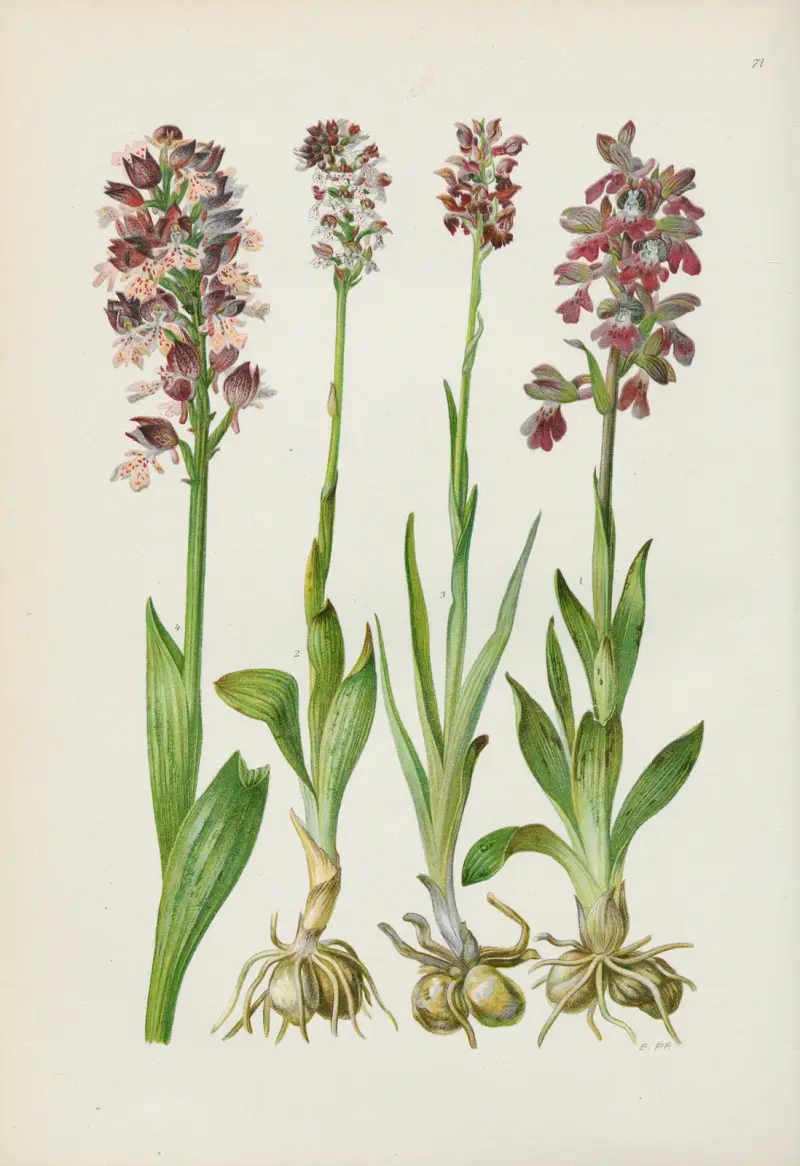 Illustrierte Flora von Mitteleuropa Pl.071 av Gustav Hegi