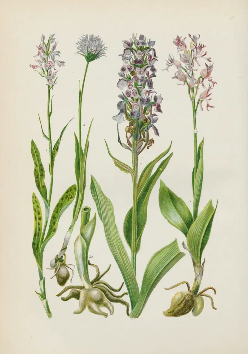 Illustrierte Flora von Mitteleuropa Pl.072 av Gustav Hegi