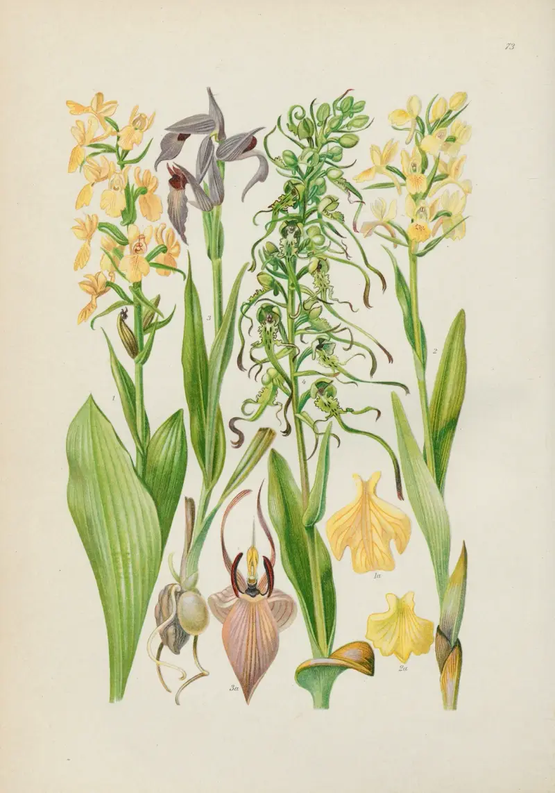 Illustrierte Flora von Mitteleuropa Pl.073 av Gustav Hegi