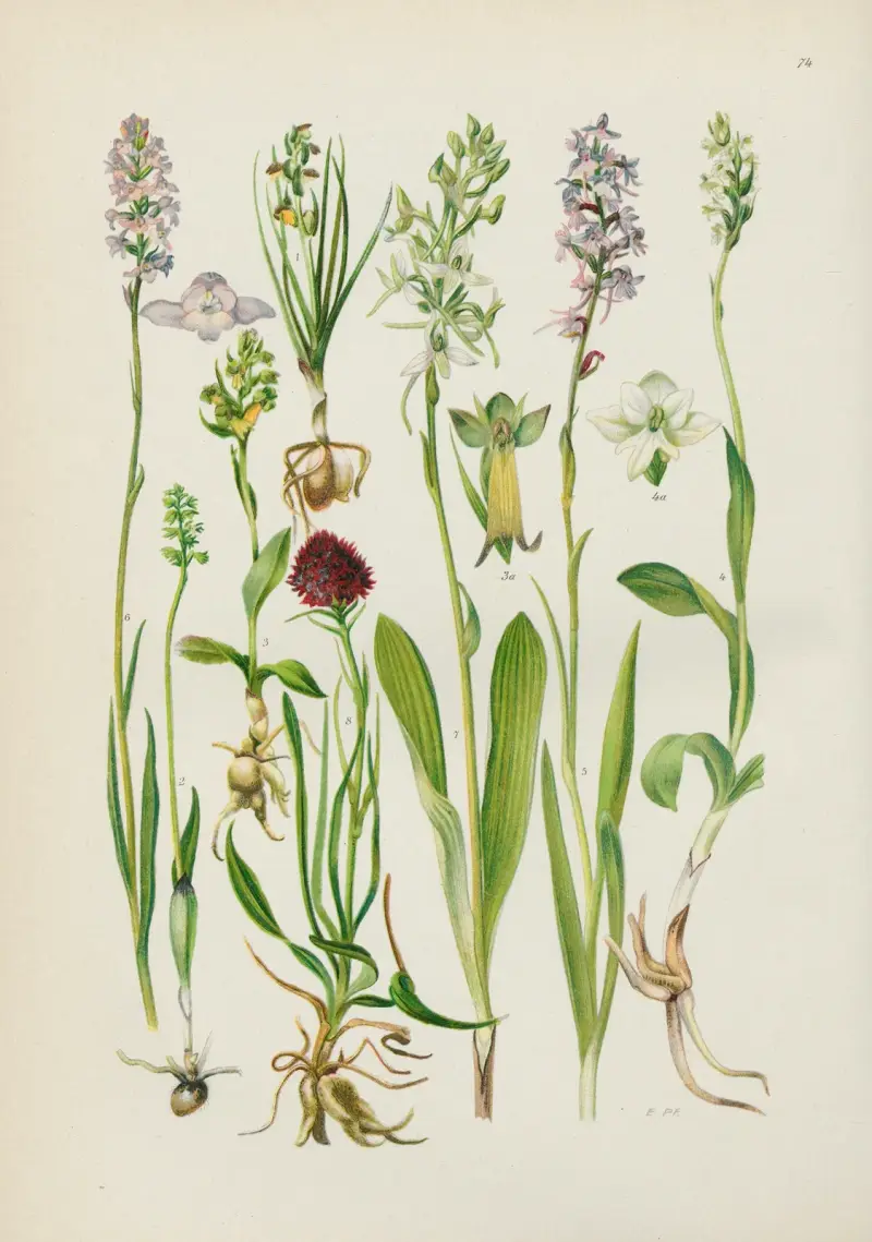Illustrerad flora för Centraleuropa, plansch 074 av Gustav Hegi