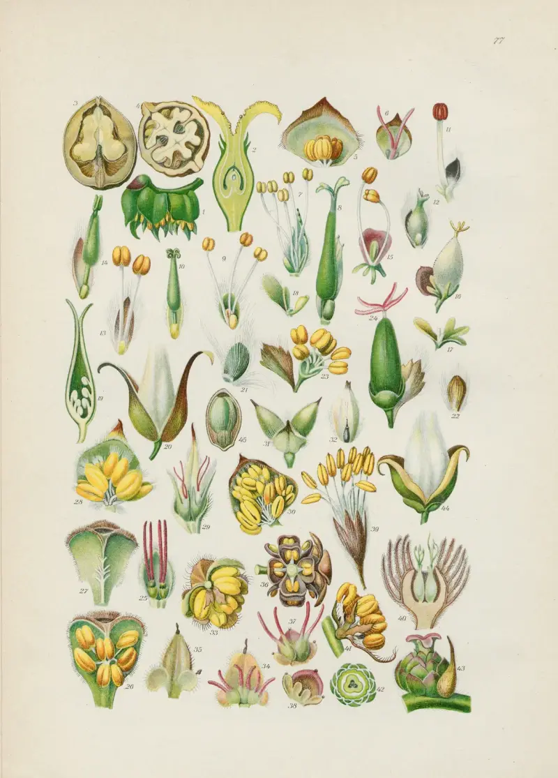 Illustrierte Flora von Mitteleuropa Pl.077 von Gustav Hegi