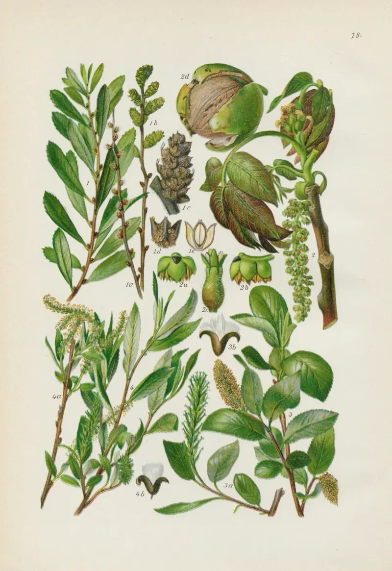 Illustrerad flora från Centraleuropa, plansch 078 av Gustav Hegi