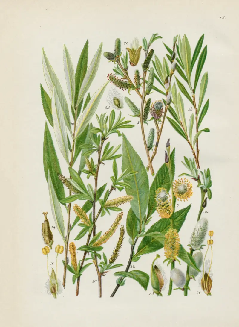 Illustrierte Flora von Mitteleuropa Pl.079 av Gustav Hegi