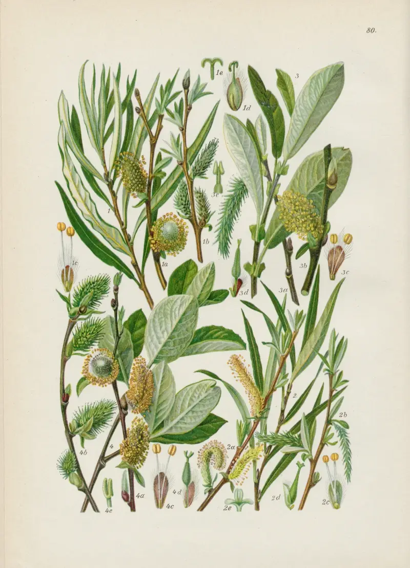 Illustrierte Flora von Mitteleuropa Pl.080 av Gustav Hegi