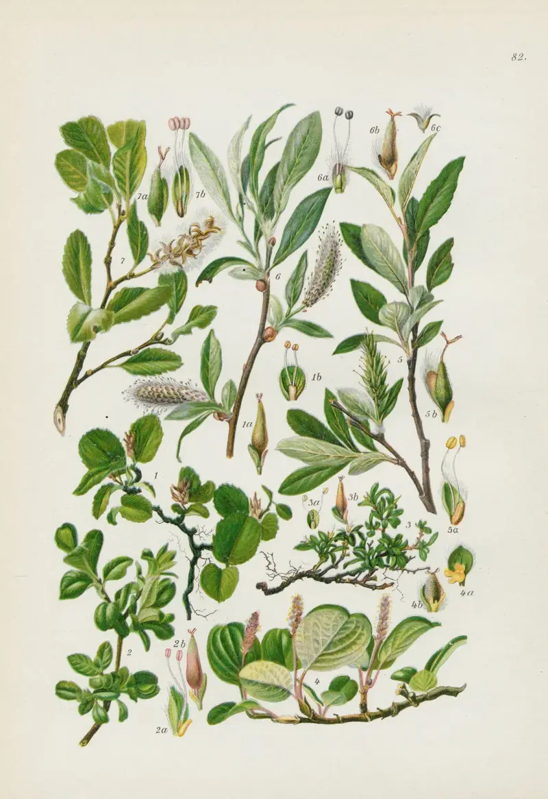 Illustrierte Flora von Mitteleuropa Pl.082 av Gustav Hegi