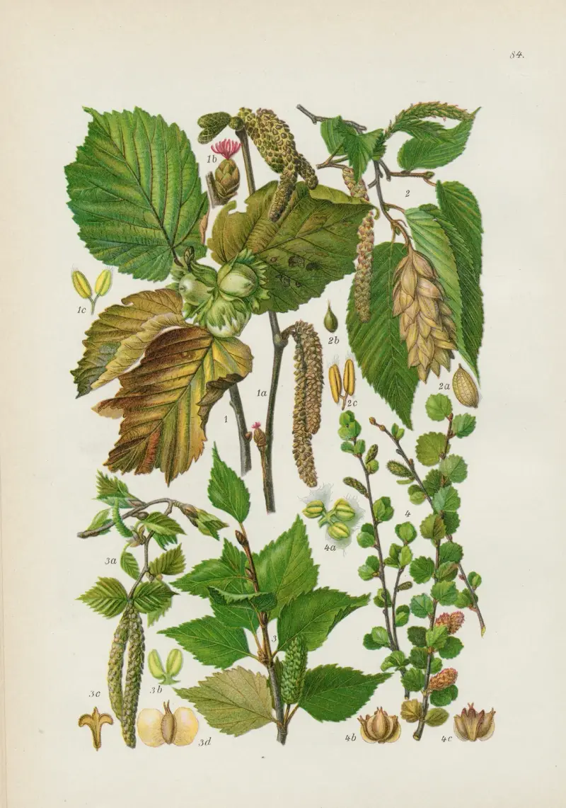 Illustrierte Flora von Mitteleuropa Pl.084 av Gustav Hegi