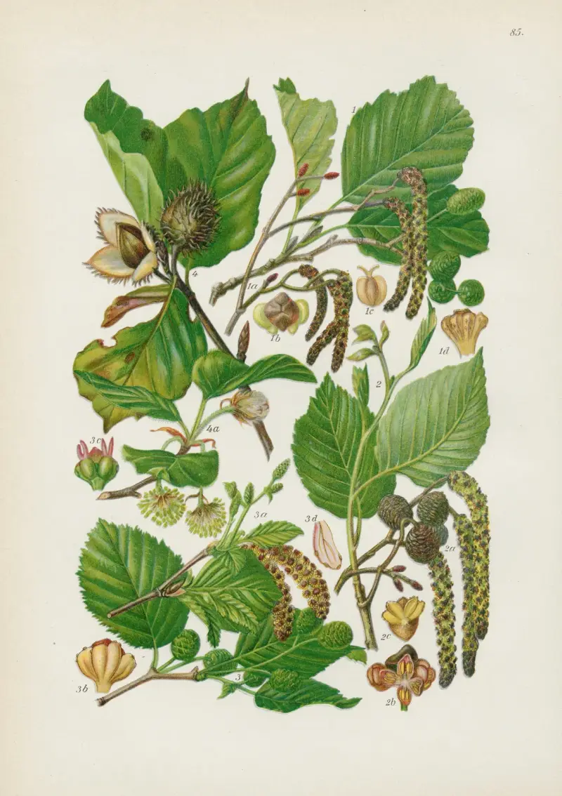 Illustrierte Flora von Mitteleuropa Pl.085 av Gustav Hegi