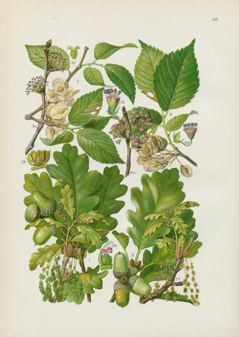 Illustrierte Flora von Mitteleuropa Pl.086 av Gustav Hegi