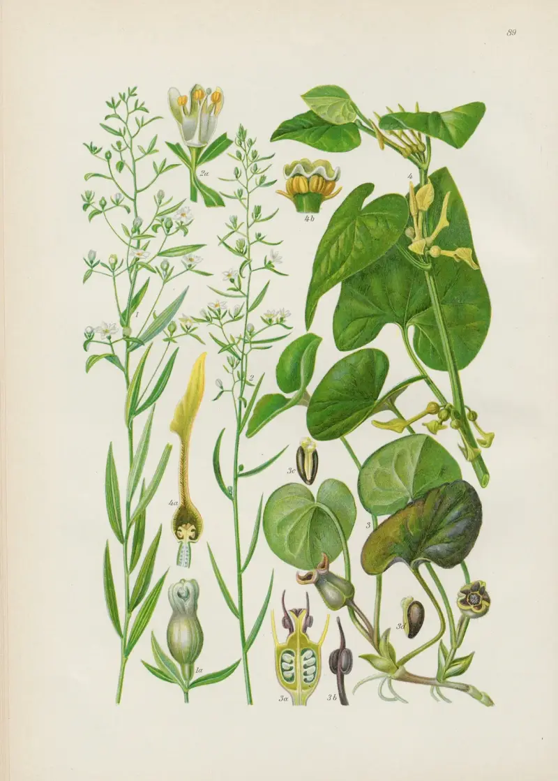 Illustrierte Flora von Mitteleuropa Pl.089 av Gustav Hegi