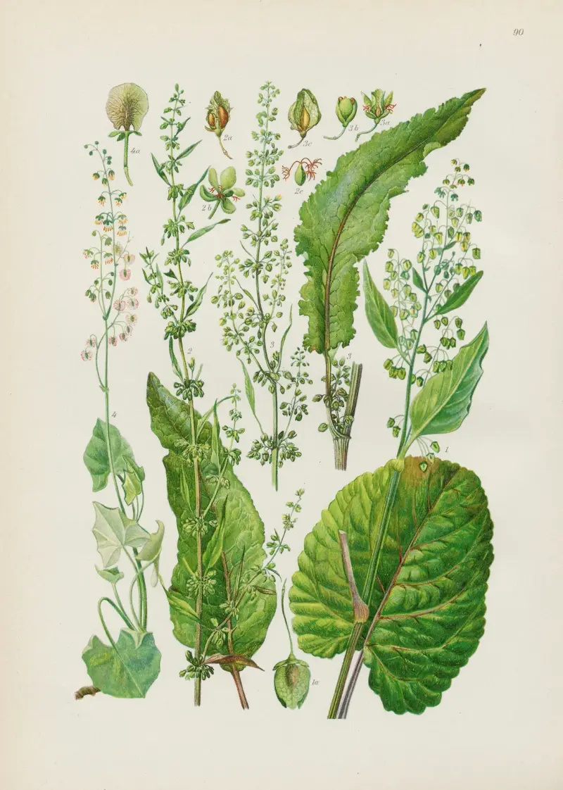 Illustrierte Flora von Mitteleuropa Pl.090 av Gustav Hegi